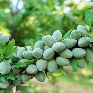 بادام دیر گل آذر