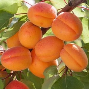 زردآلو انبه ای