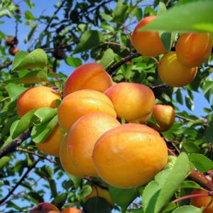زردآلو شاهرودی