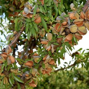 نهال بادام فرانسیس