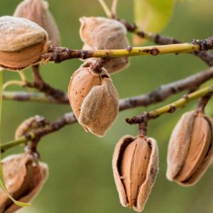 نهال بادام پایه کوتاه