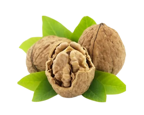 نهال گردو