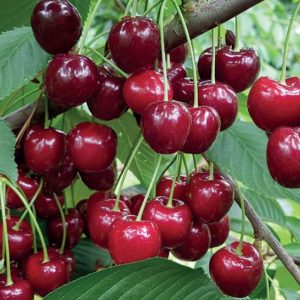 نهال آلبالو گوشواره ای