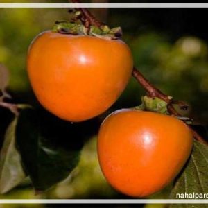 نهال خرمالو سیبی