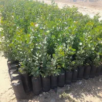 نهال پسته پیوندی یکساله