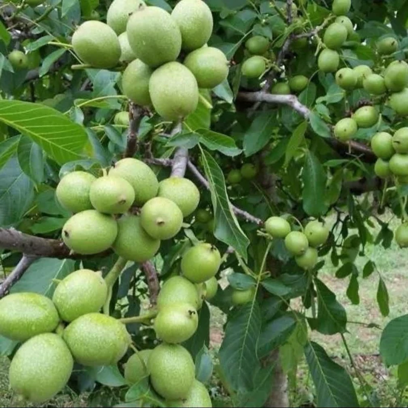نهال آلتای ترکیه