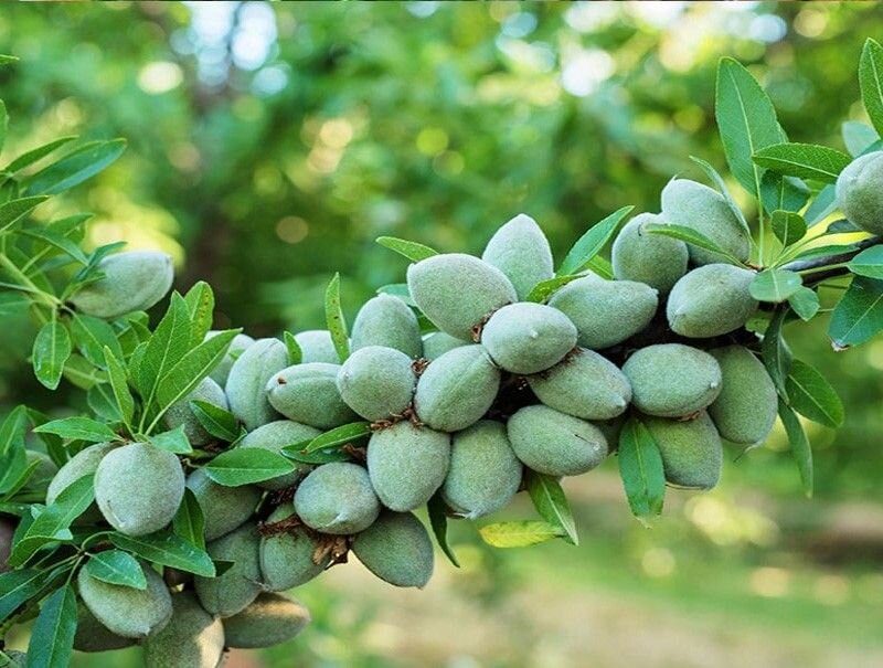 بادام دیر گل آذر